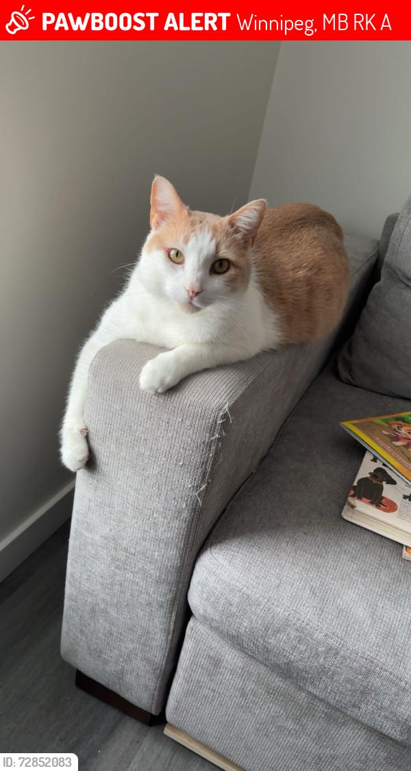 Lost Male Cat last seen Tudor Cr and London St, Winnipeg, MB R2K 2A4