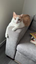 Lost Male Cat last seen Tudor Cr and London St, Winnipeg, MB R2K 2A4