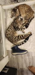 Lost Male Cat last seen Bryan avenue, Antioch, CA 94509