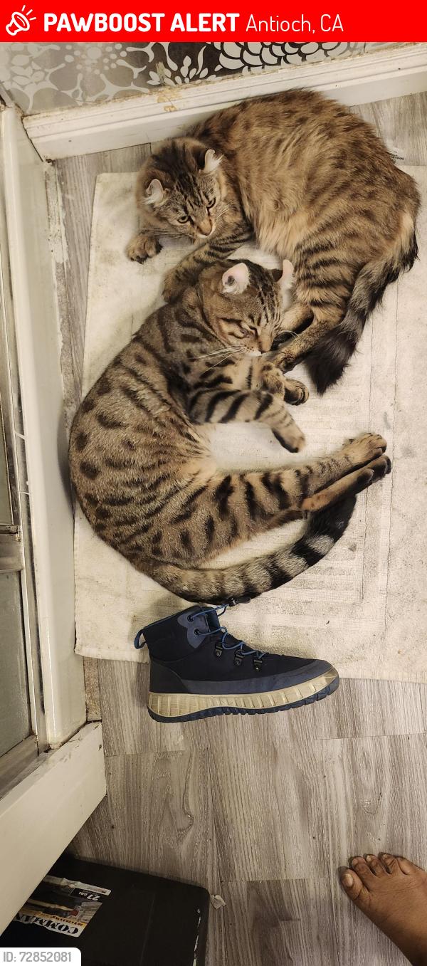 Lost Male Cat last seen Bryan avenue, Antioch, CA 94509