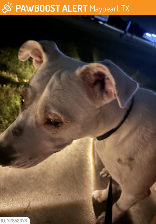 Found/Stray Female Dog last seen Hwy66, Maypearl, TX 76064