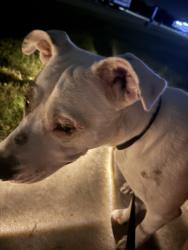 Found/Stray Female Dog last seen Hwy66, Maypearl, TX 76064
