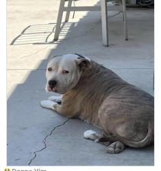 Lost Female Dog last seen Citrus ave & Redlands ave, Perris, CA 92570