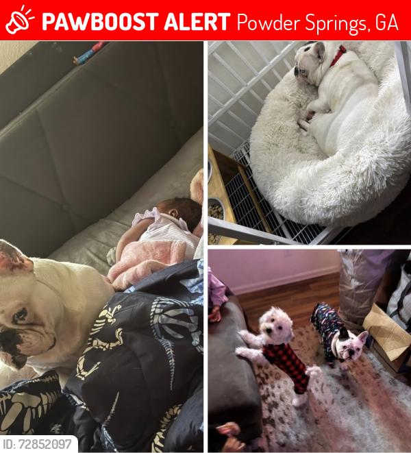 Lost Male Dog last seen Downtown powder springs, Powder Springs, GA 30127