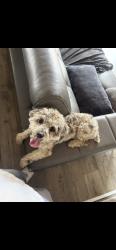 Lost Male Dog last seen 124th, Thornton, CO 80241