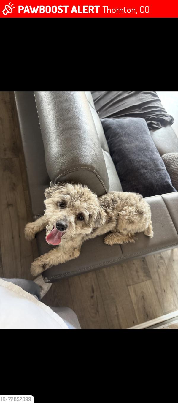 Lost Male Dog last seen 124th, Thornton, CO 80241