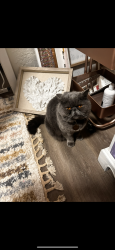 Lost Male Cat last seen W temple & bowers way, South Salt Lake, UT 84115