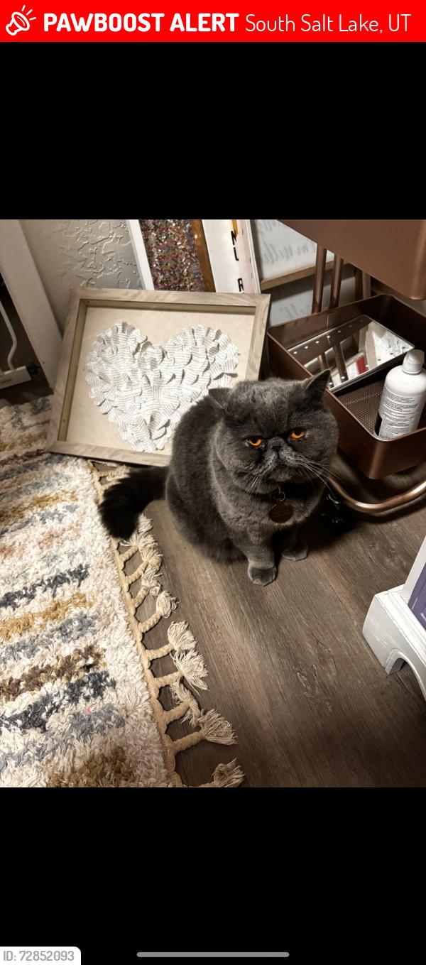 Lost Male Cat last seen W temple & bowers way, South Salt Lake, UT 84115