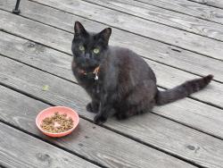 Found/Stray Unknown Cat last seen Timberlane Drive and Hague Road, Fishers, IN 46038
