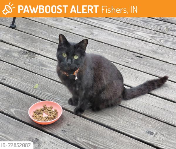 Found/Stray Unknown Cat last seen Timberlane Drive and Hague Road, Fishers, IN 46038