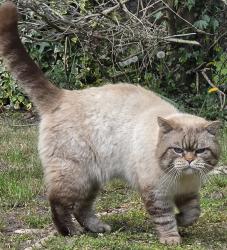 Lost Male Cat last seen Martlesham heath, Martlesham, England IP5 3UR
