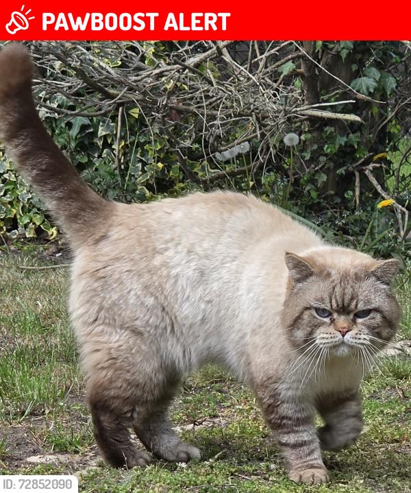 Lost Male Cat last seen Martlesham heath, Martlesham, England IP5 3UR