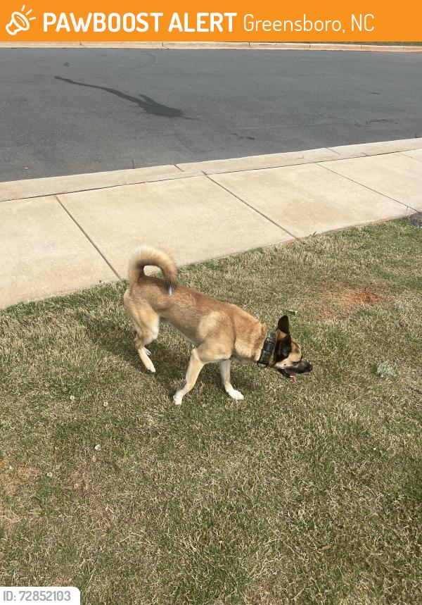 Found/Stray Male Dog last seen Middleton community in Reedy Fork, Greensboro, NC 27405