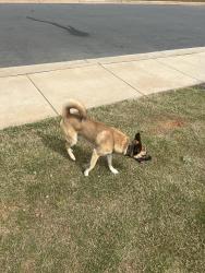 Found/Stray Male Dog last seen Middleton community in Reedy Fork, Greensboro, NC 27405