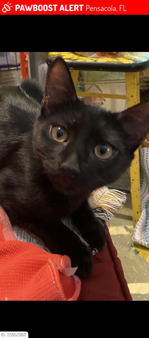 Lost Male Cat last seen Ninth and Keating rd, Pensacola, FL 32504
