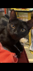 Lost Male Cat last seen Ninth and Keating rd, Pensacola, FL 32504