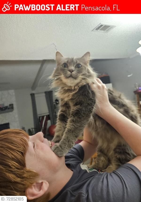 Lost Male Cat last seen Albany Ave, Pensacola, FL 32507