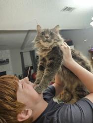 Lost Male Cat last seen Albany Ave, Pensacola, FL 32507