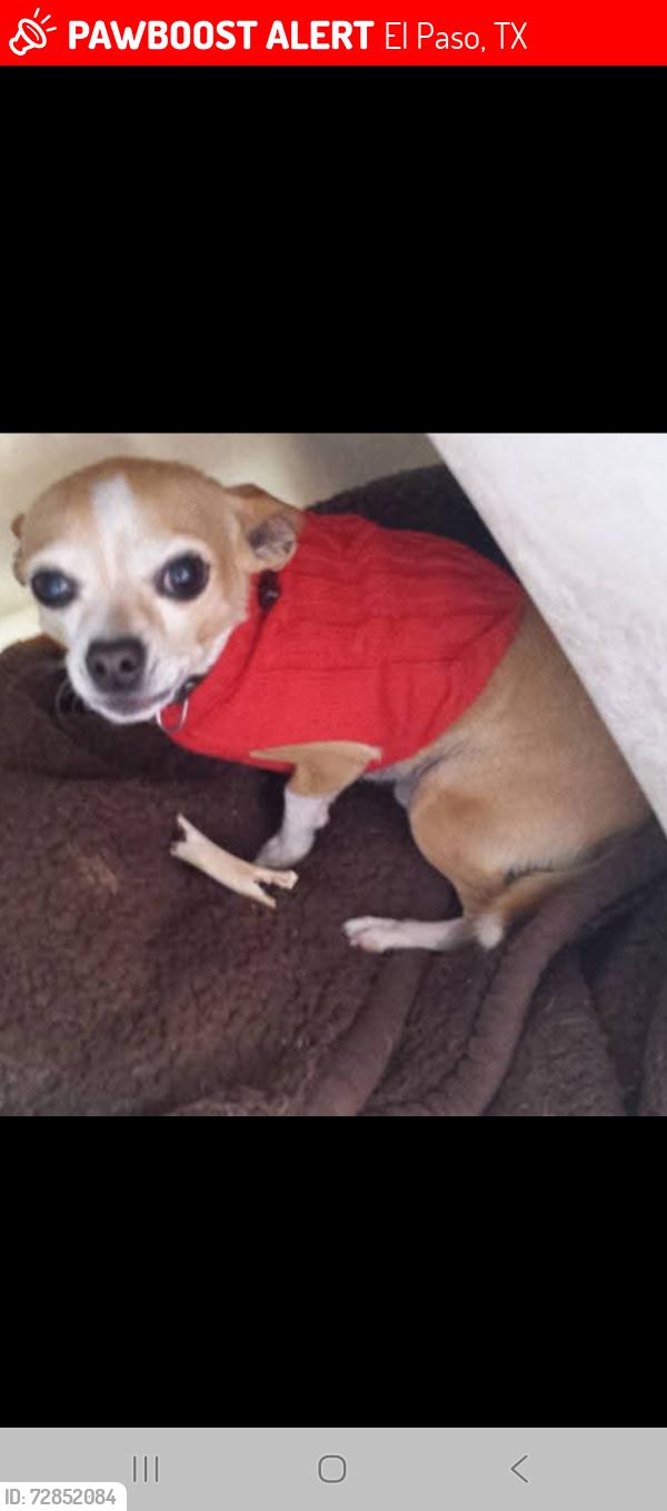 Lost Male Dog last seen Joe Battle near JCPENNY , El Paso, TX 79938