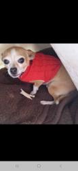 Lost Male Dog last seen Joe Battle near JCPENNY , El Paso, TX 79938