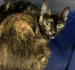 Shelter Stray Female Cat last seen , San Pedro, CA 90731