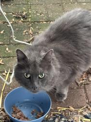 Found/Stray Unknown Cat last seen Main Street and big lake, Winona, MN 55987