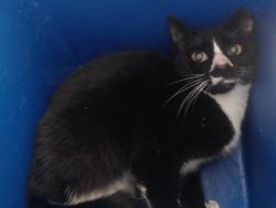 Shelter Stray Female Cat last seen , Orlando, FL 32839