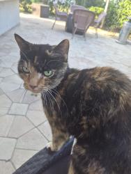 Found/Stray Female Cat last seen Marine parkway, Gulf Harbors Woodlands, FL 34652