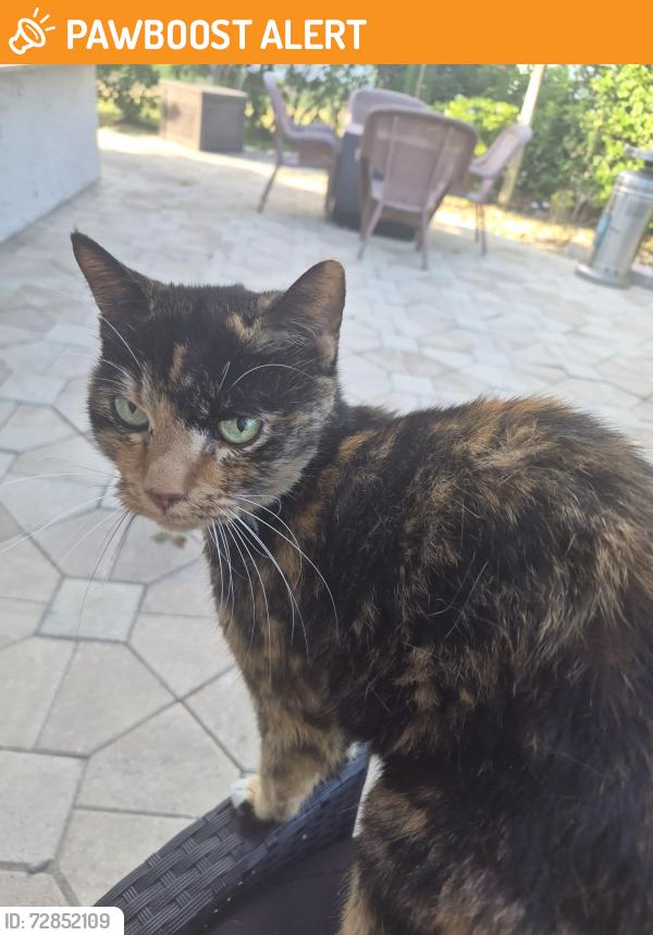 Found/Stray Female Cat last seen Marine parkway, Gulf Harbors Woodlands, FL 34652