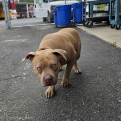 Shelter Stray Male Dog last seen , Los Angeles, CA 90031