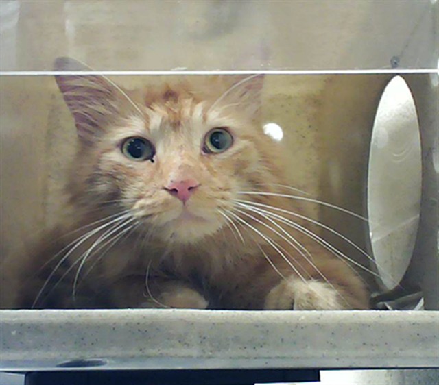 Shelter Stray Male Cat last seen Near MARKSBURY DR, FAYETTEVILLE NC 28314, Fayetteville, NC 28306