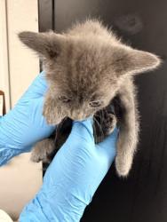 Shelter Stray Female Cat last seen PARKLAND X STEWART, San Bernardino, CA 92401