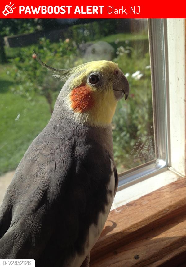 Lost Male Bird last seen Clark Reservoir, Clark, NJ 07066