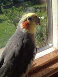 Lost Male Bird last seen Clark Reservoir, Clark, NJ 07066