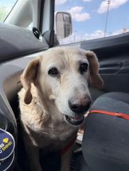 Found/Stray Female Dog last seen Southern Ave , Phoenix, AZ 85040