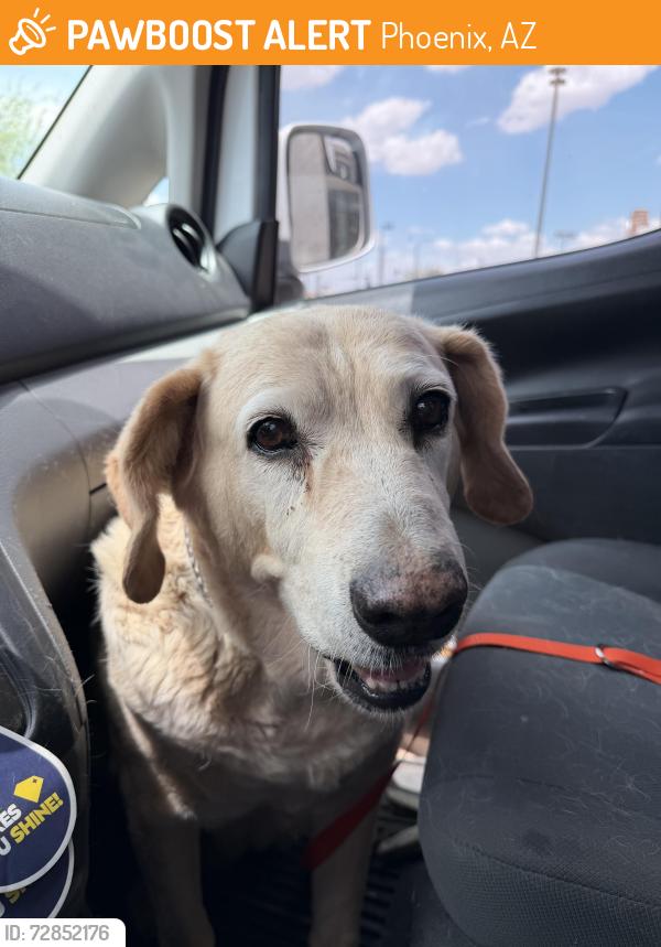 Found/Stray Female Dog last seen Southern Ave , Phoenix, AZ 85040