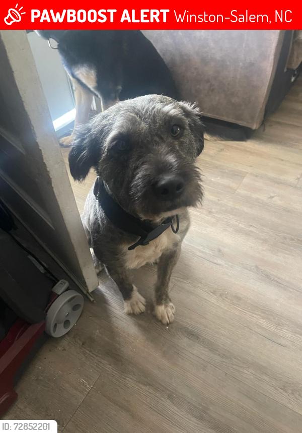 Lost Male Dog last seen Pebblebrook Rd, Winston-Salem, NC 27105