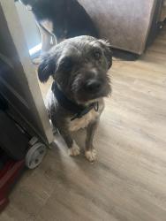 Lost Male Dog last seen Pebblebrook Rd, Winston-Salem, NC 27105