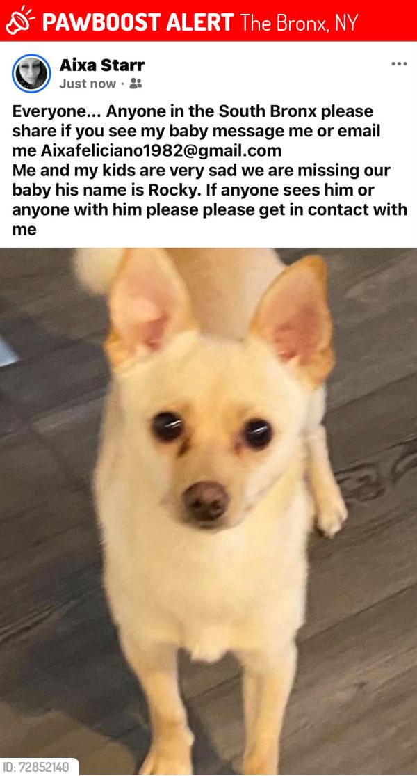 Lost Male Dog last seen Near and third ave South bx, The Bronx, NY 10454