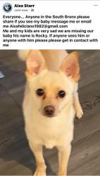 Lost Male Dog last seen Near and third ave South bx, The Bronx, NY 10454