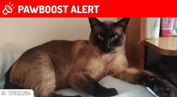 Lost Male Cat last seen Calle Cerrada del Caballito entre Flamingos y Glorieta de Bucareli, Ciudad Nezahualcóyotl, Méx. 57740