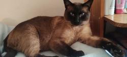 Lost Male Cat last seen Calle Cerrada del Caballito entre Flamingos y Glorieta de Bucareli, Ciudad Nezahualcóyotl, Méx. 57740