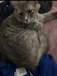 Lost Female Cat last seen sun fresh, Kansas City, MO 64111