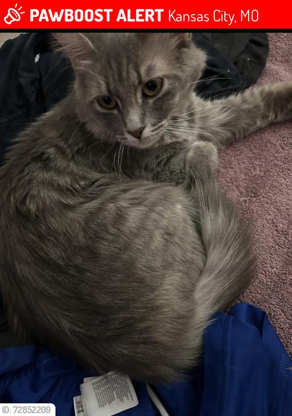 Lost Female Cat last seen sun fresh, Kansas City, MO 64111