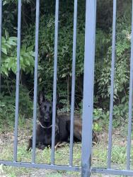 Found/Stray Unknown Dog last seen Bobtown and Lakeway in Cypress Cove neighborhood, Garland, TX 75043