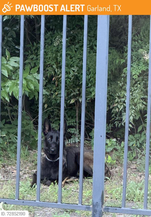 Found/Stray Unknown Dog last seen Bobtown and Lakeway in Cypress Cove neighborhood, Garland, TX 75043