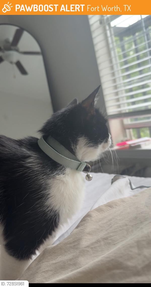 Found/Stray Unknown Cat last seen Bailey St & Boland St, Fort Worth, TX 76107