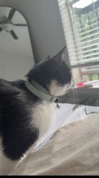 Found/Stray Unknown Cat last seen Bailey St & Boland St, Fort Worth, TX 76107