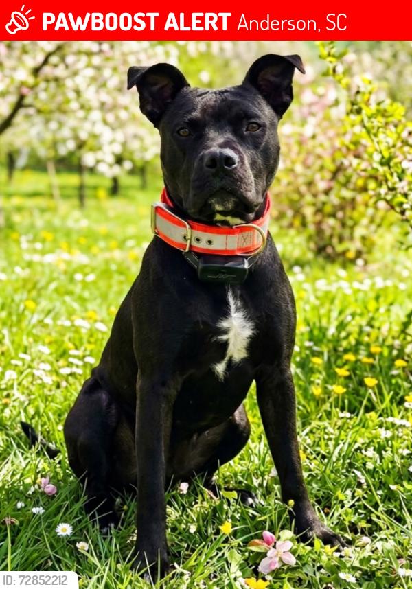Lost Male Dog last seen Market st, Anderson, SC 29624