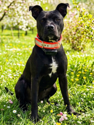 Lost Male Dog last seen Market st, Anderson, SC 29624